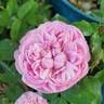 Sidonie rose photo
