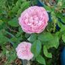 Sidonie rose photo