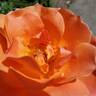 Livin' Easy ™ rose photo