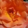 Livin' Easy ™ rose photo