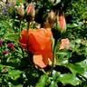 Livin' Easy ™ rose photo