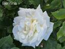 Bernina ® rose photo