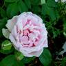 Larry Daniels rose photo
