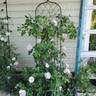 Larry Daniels rose photo