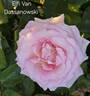 Elfi von Dassanowsky rose photo
