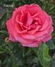 Focus rose photo