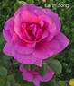 Earth Song rose photo