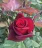 Taboo ™ rose photo