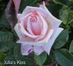 Julia's Kiss rose photo