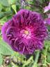 Souvenir d'Alphonse Lavallée rose photo