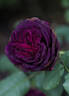 Astrid Gräfin von Hardenberg rose photo