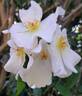 Sally Holmes rose photo