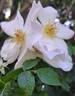 Sally Holmes rose photo