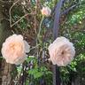 The Albrighton Rambler rose photo