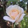 Perdita rose photo