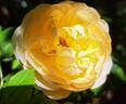 Roald Dahl rose photo
