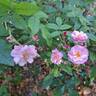 Petite Coquine de Chédigny rose photo