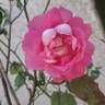 Bornéo Odore ® rose photo