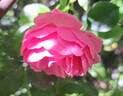 Pomponella ® rose photo