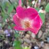 Friendly rose photo