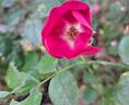 Friendly rose photo