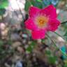 Friendly rose photo