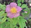 Jam-a-licious rose photo