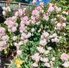 Scepter'd Isle rose photo