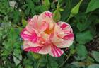 The King's Rose rose photo
