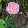 Mary Delany rose photo