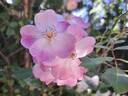 Rush ® rose photo