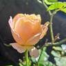 Isabelle Autissier ® rose photo
