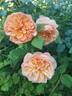 Flavorette™ Honey-Apricot rose photo