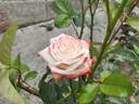Impératrice Farah rose photo