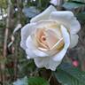 Memoire ™ rose photo