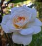 Perdita rose photo