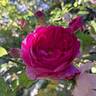 Young Lycidas rose photo