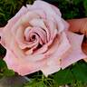 Pinkerbelle™ rose photo