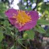 Jam-a-licious rose photo