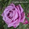 Charles de Gaulle ® rose photo