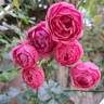 Pomponella ® rose photo