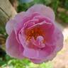 Alexandra David Neel rose photo