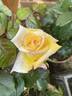 Golden Jubilee rose photo