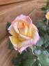 Golden Jubilee rose photo