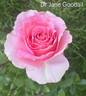 Dr. Jane Goodall rose photo
