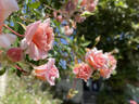 Mel's Heritage rose photo