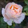 Isabelle Autissier ® rose photo