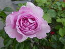 Alexandra David Neel rose photo