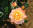 Tokonatsu Musume rose photo