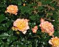 Tokonatsu Musume rose photo